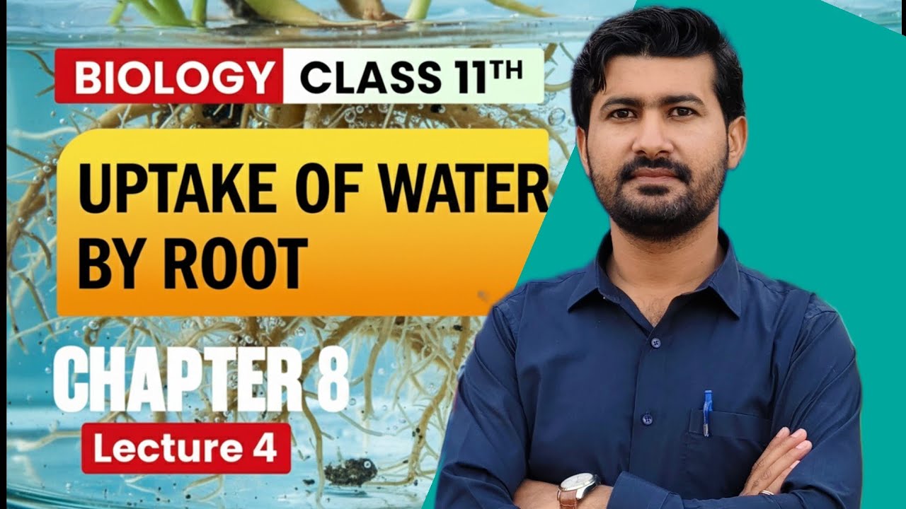 Uptake of water by Root (apoplast, symplast & vascular pathway) class 11 chapter 8