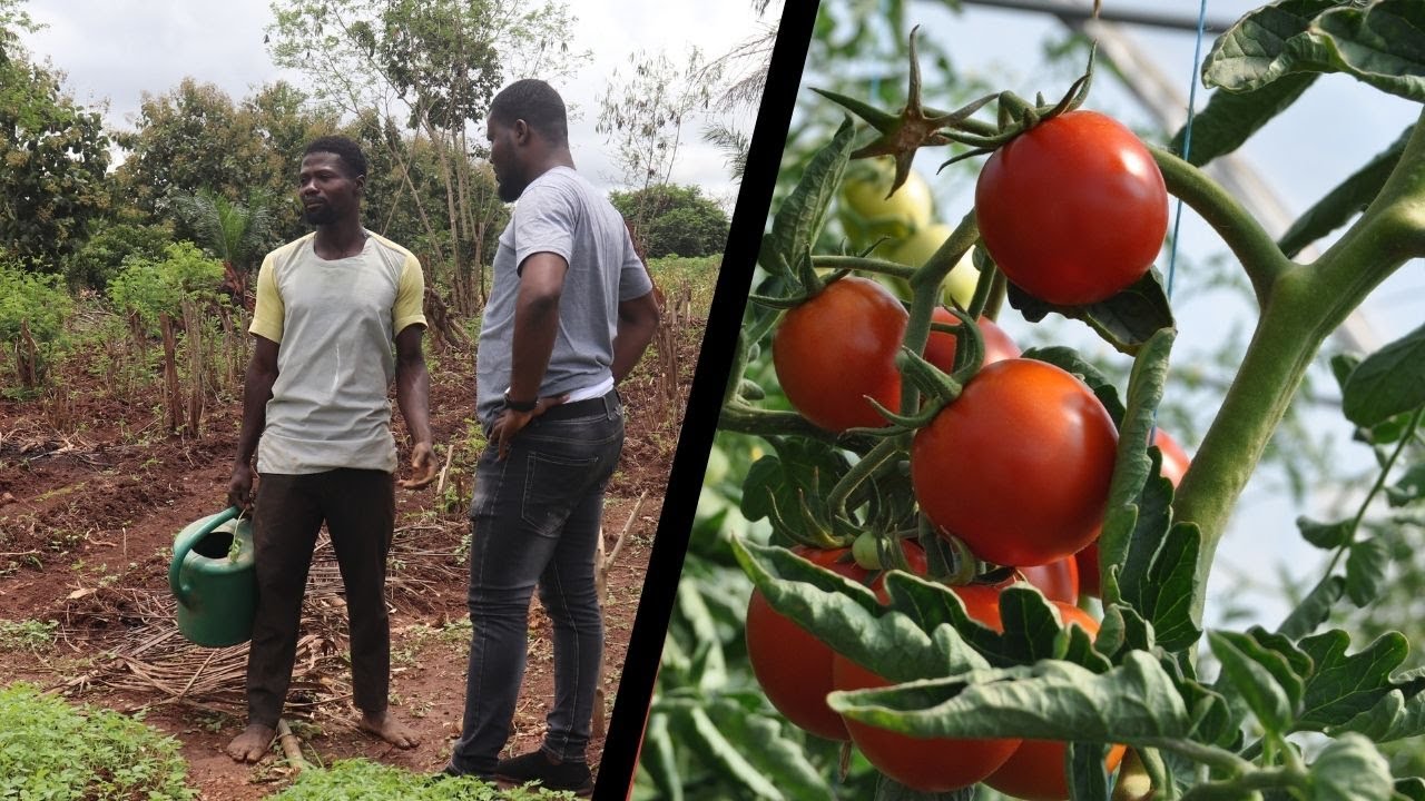 sika Gari finally explained by Farmer