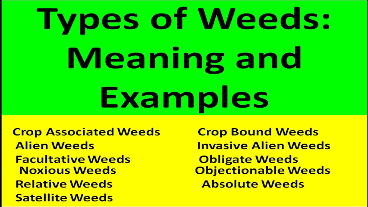 Types of Weeds: Meaning and Examples