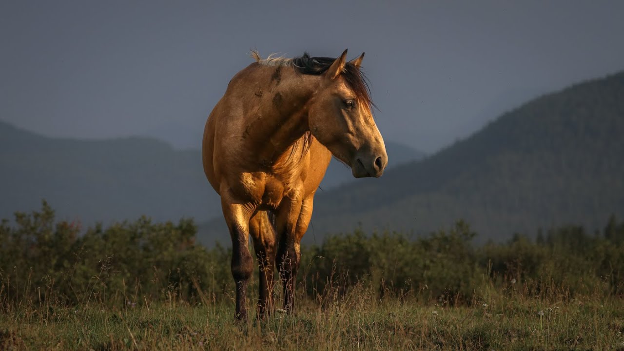 Wild Horses of Alberta - Baby Foal Plays with Elk