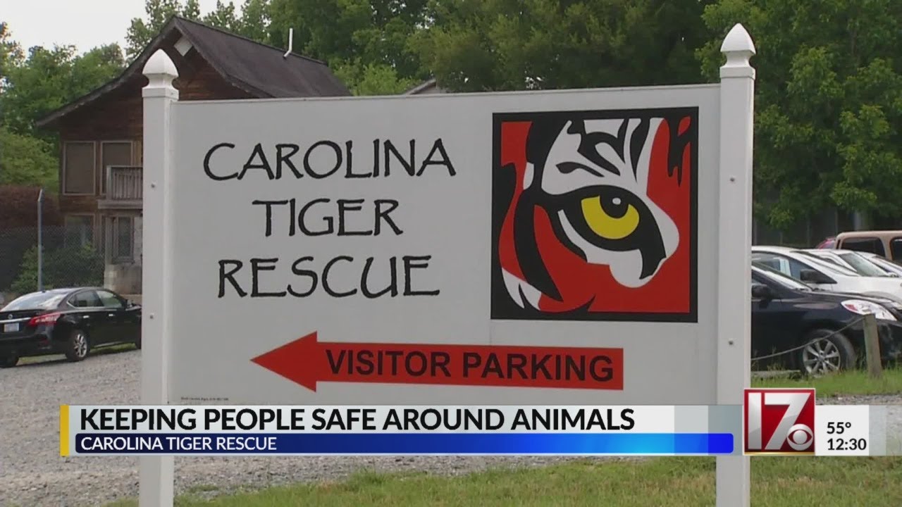 Carolina Tiger Rescue official discusses security after deadly lion attack