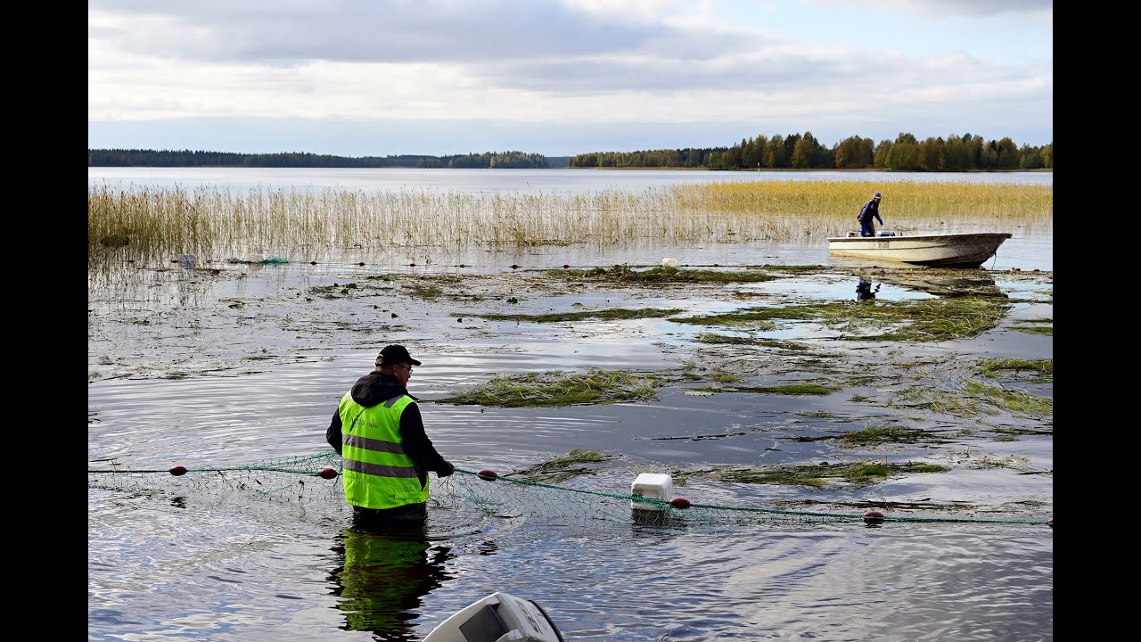 Vesikasvillisuuden niitto ja nuottaus Paltamon Melalahdella