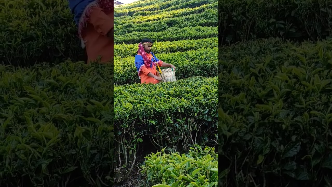 Ooty tea estate #ooty #udagamandalam #teaestate