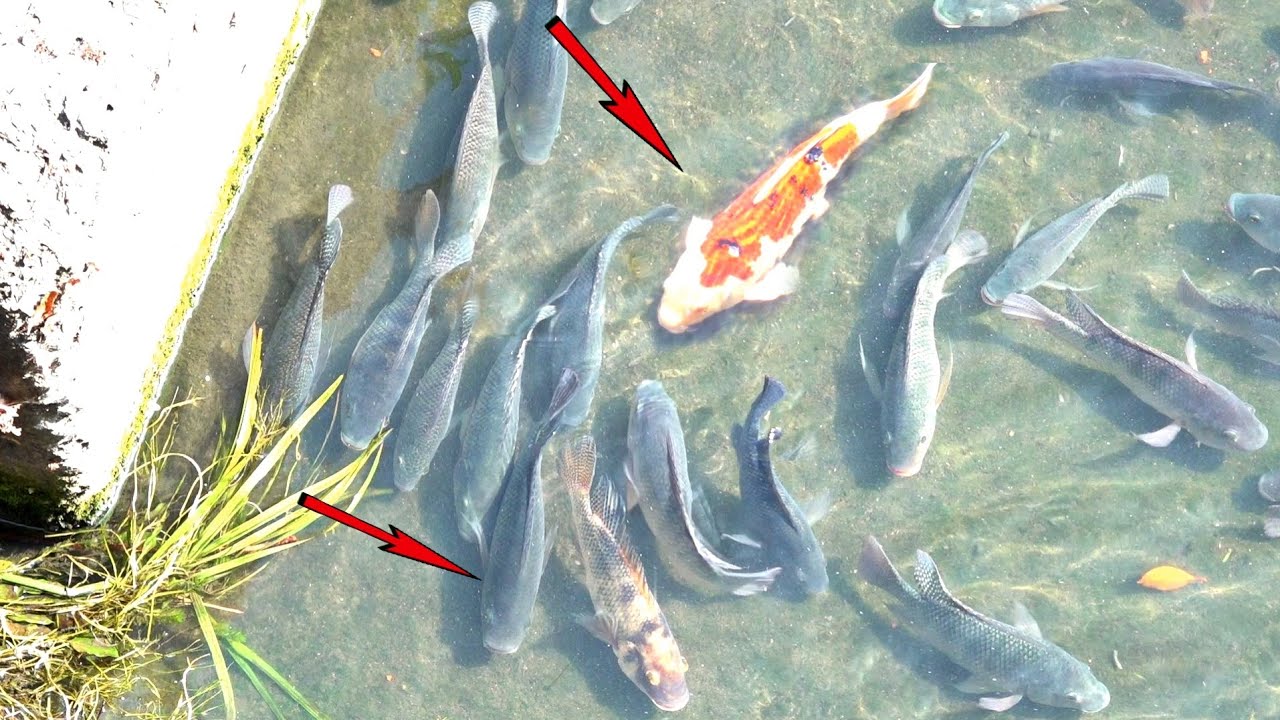 Astaga..! Ikan Koi Ngga Di Hargai..Cari Nila Berapa pun Ada #TC-263