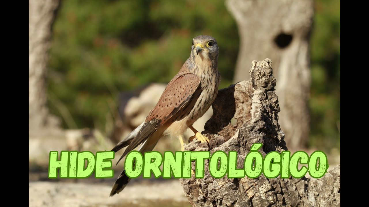 HIDE ORNITOLÓGICO NATURALEZA AVES RAPACES ESPAÑA
