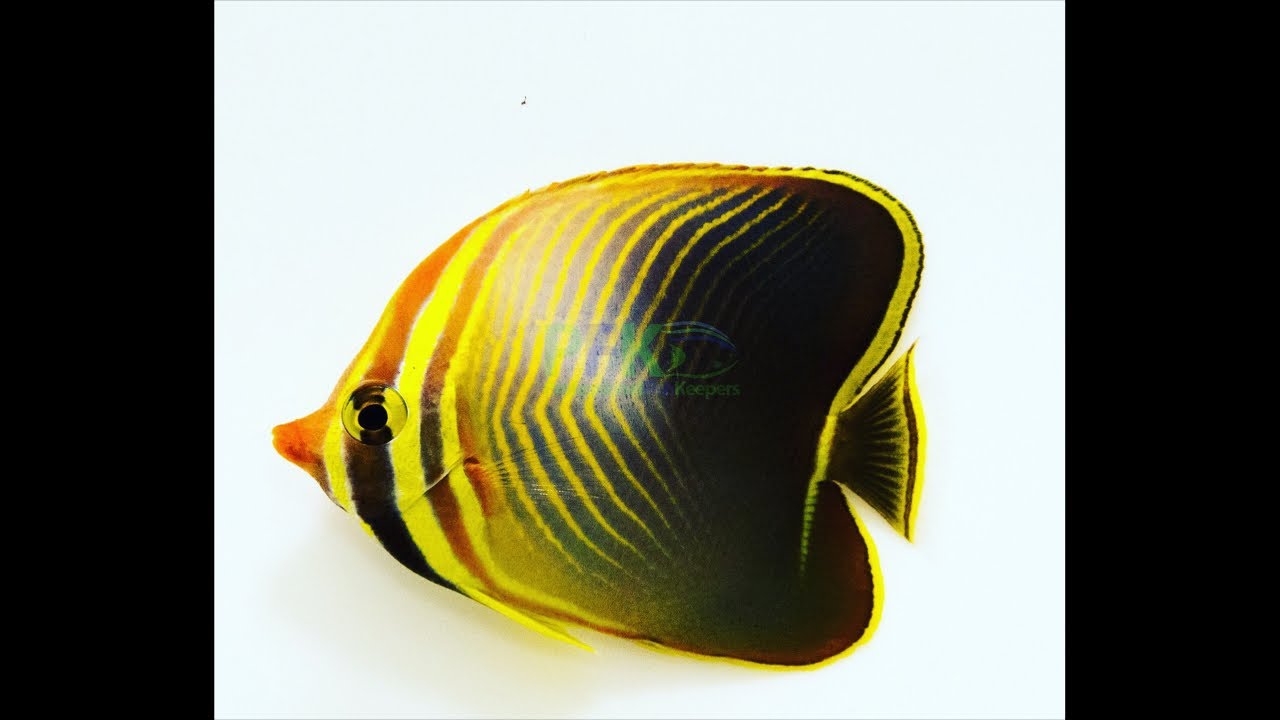Triangle butterflyfish - Chaetodon baronesa