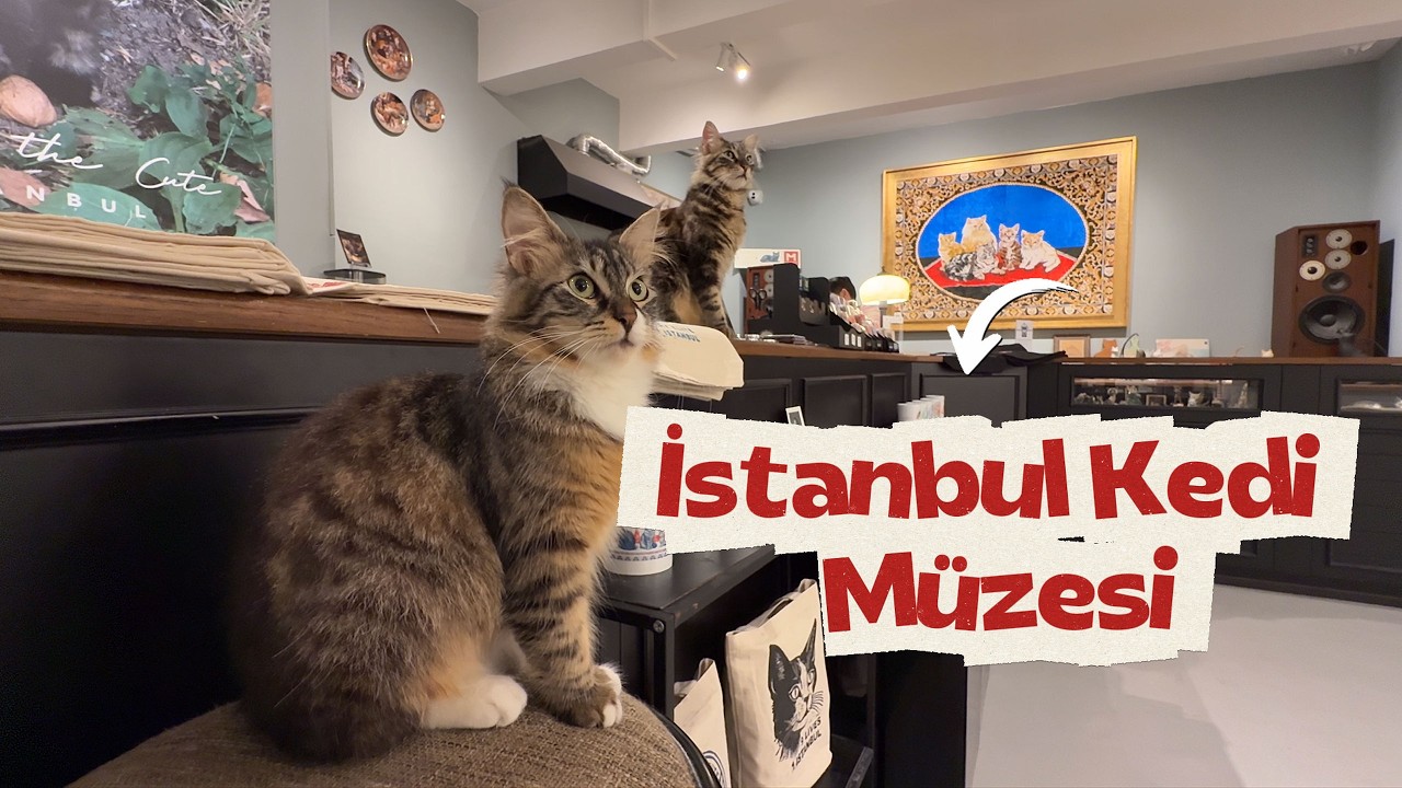 İstanbul Kedi Müzesi