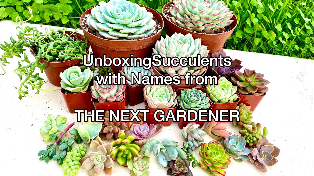 The Next Gardener Succulent Unboxing with Succulent Names or I.D #succulentunboxing #succulents