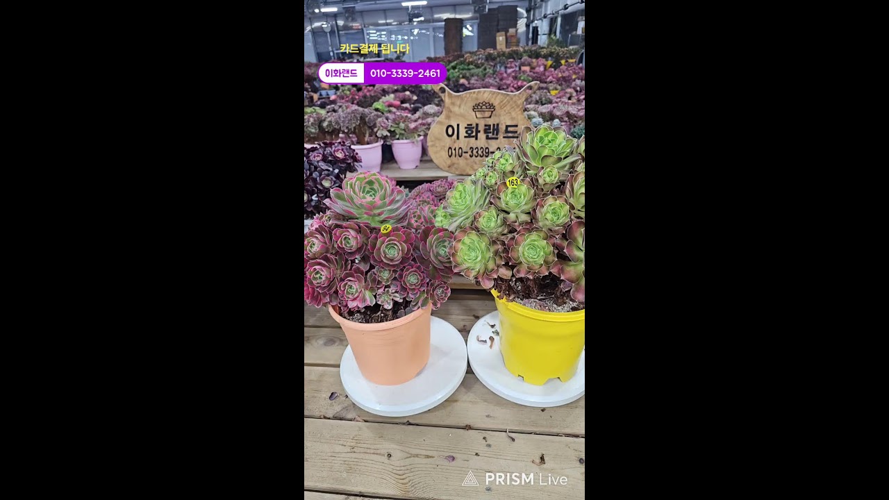 다남다육 (이화랜드) 라이브 스트리밍 중010-3339-2461문자주세요. 인천계양구이화동258-1