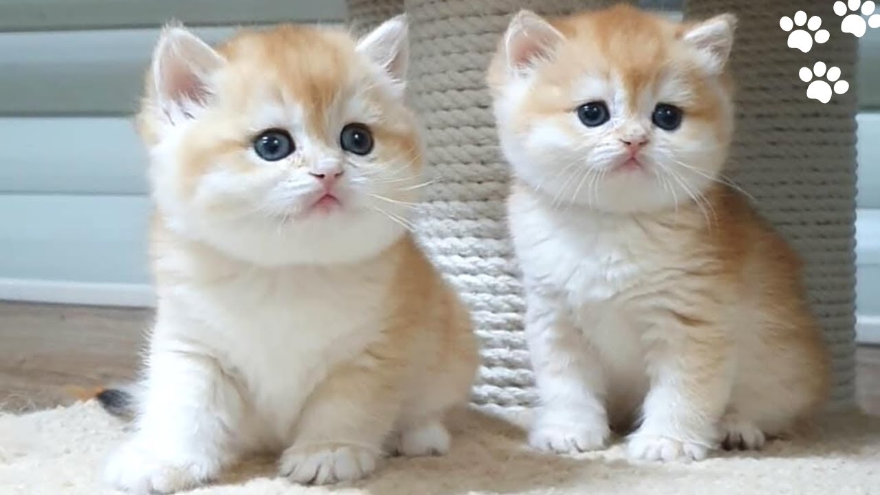 Golden British Shorthair | Cute And Adorable Cat Compilation