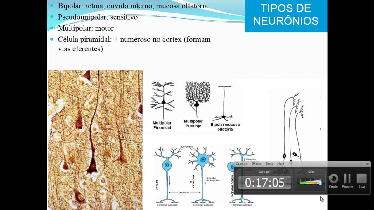CÉLULAS DO SISTEMA NERVOSO