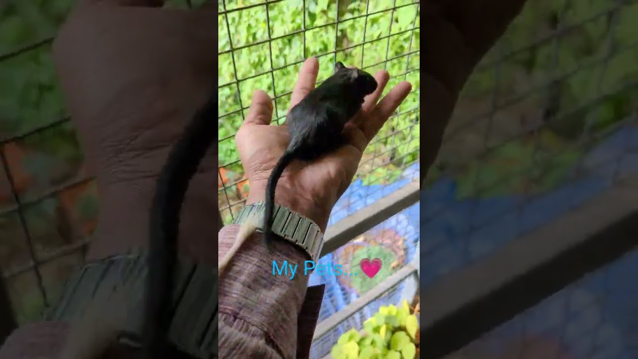 Gerbil adult females available at Ernakulam