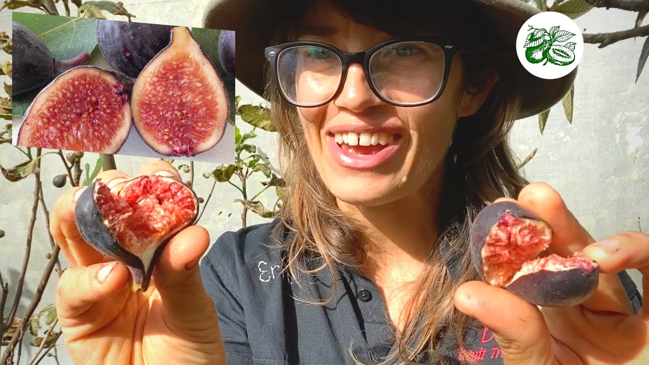 Fig Violette De Bordeaux - The GoTo for Taste