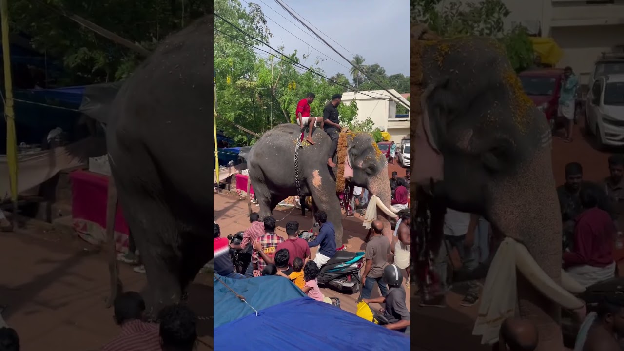 #elephant #pets #anapremikal #ulsavam #ulsavam2024