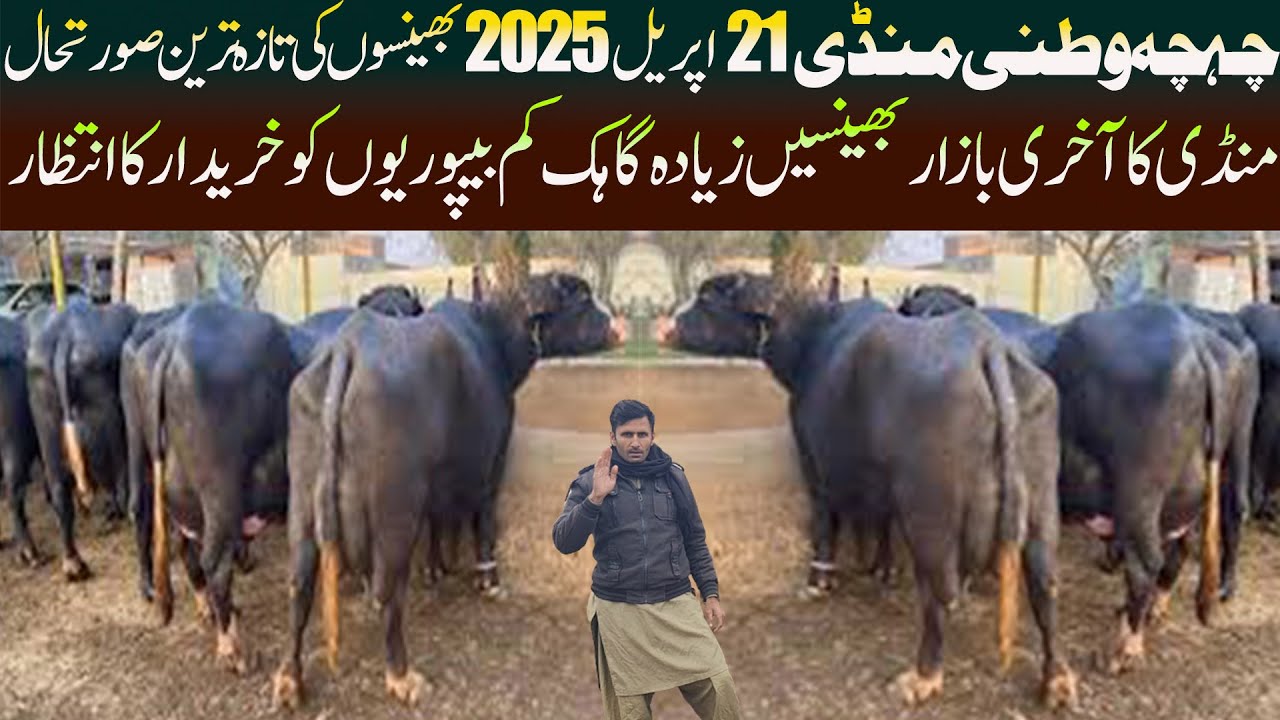 Today Chichawatni Mandi 21 August 2025 Update - Nili Ravi Buffalo - Cattle Market Punjab - Pk Mandi 