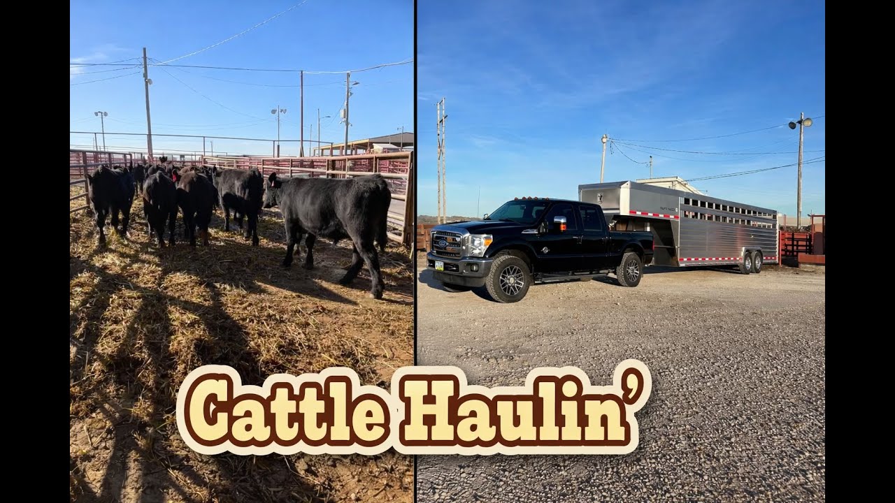 Hauling in New Fall Calves