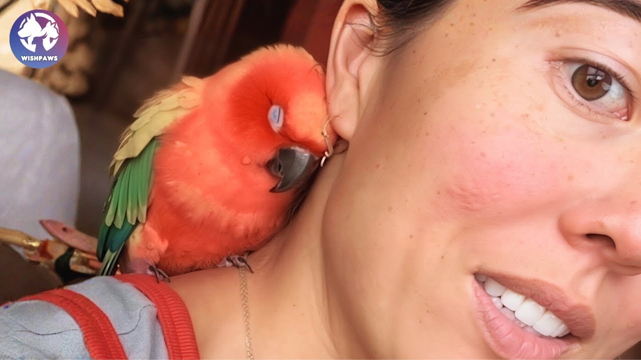 She Went to Check the Mail And A Lost Parrot Chose Her as His Mom