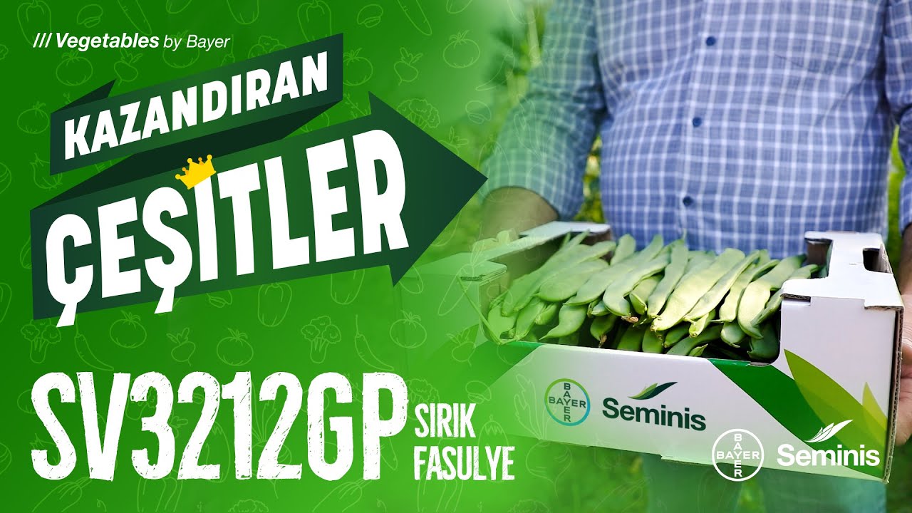 Kazandıran Çeşitler: SV3212GP Sırık Fasulye