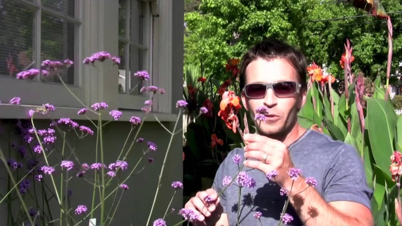 Verbena bonariensis, Tall Verbena - Your Garden Favorites? - Urban Dirt - On The Go