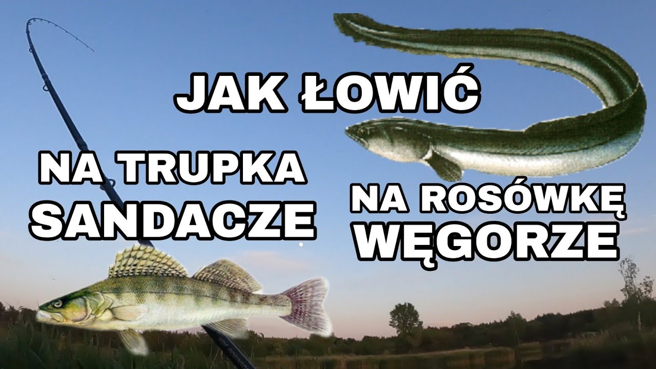NOCNE DRAPIEŻNIKI ! WĘGORZE I SANDACZE NA ROSÓWKĘ i NA FILETA?