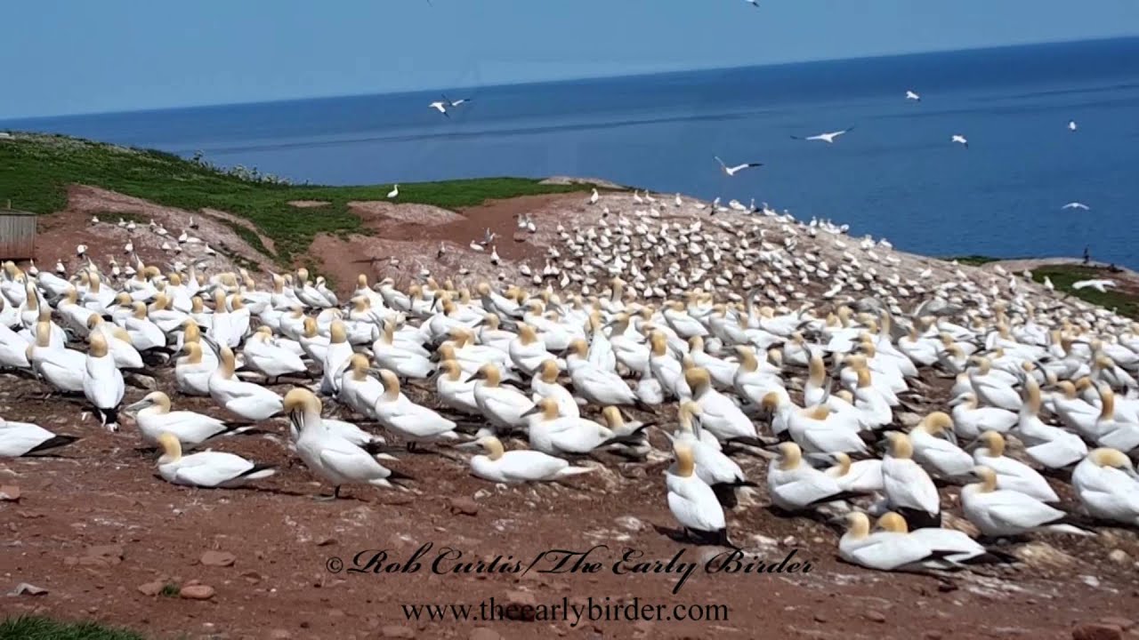 NORTHERN GANNET colony overview  Morus bassanus
