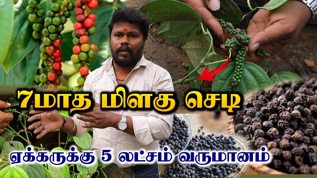 7மாத மிளகு செடி | ஏக்கருக்கு 5 லட்சம் வருமானம் | Black Pepper Cultivation | Organic Farming