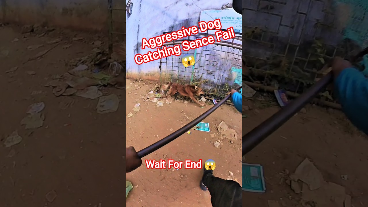 Gojo Double Dog Catch 