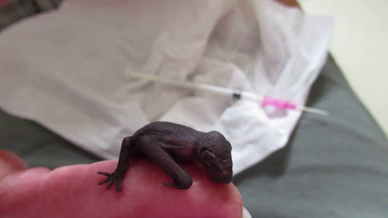 'Beetle' the baby microbat