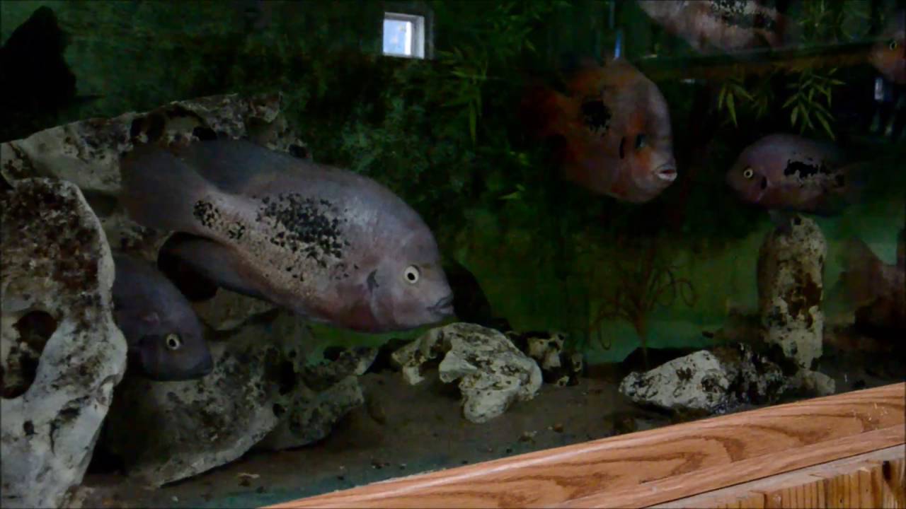 Central American Cichlids GALORE- Rusty Wessel's Fish House