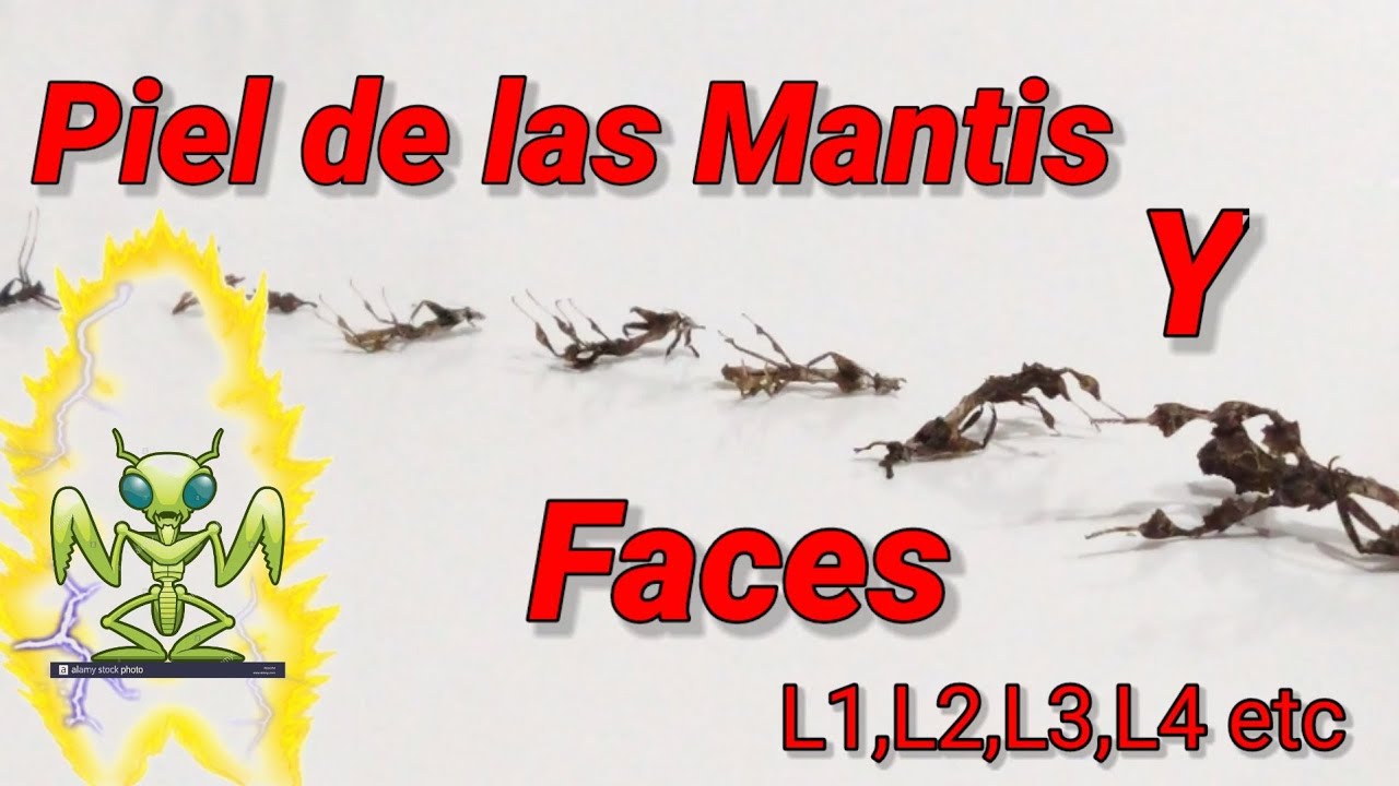 Mudas y faces de una Mantis
