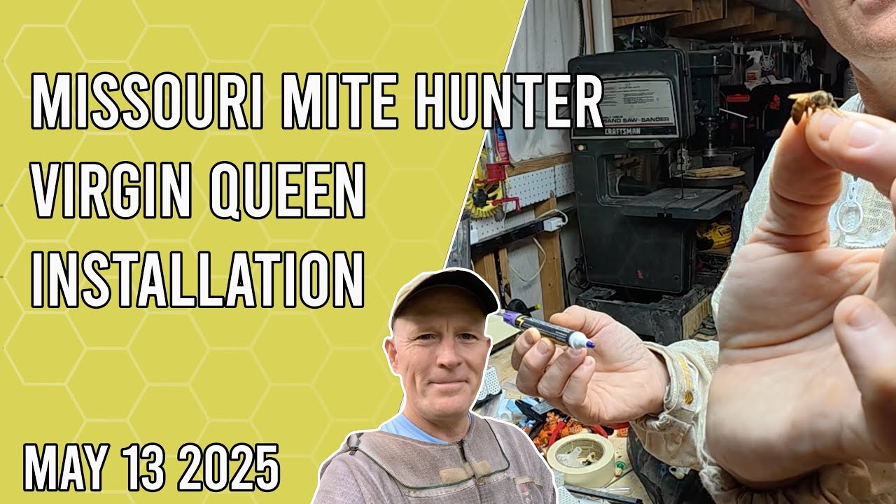 Misouri Mite Hunter Virgin Queen Installation - Jacksonville FL Zone 9b