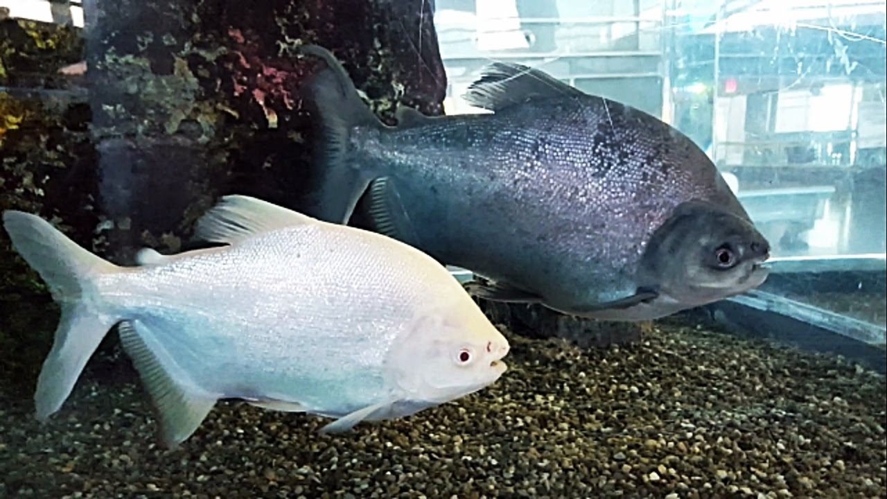 El pez pacu (Piaractus mesopotamicus) Ficha Técnica
