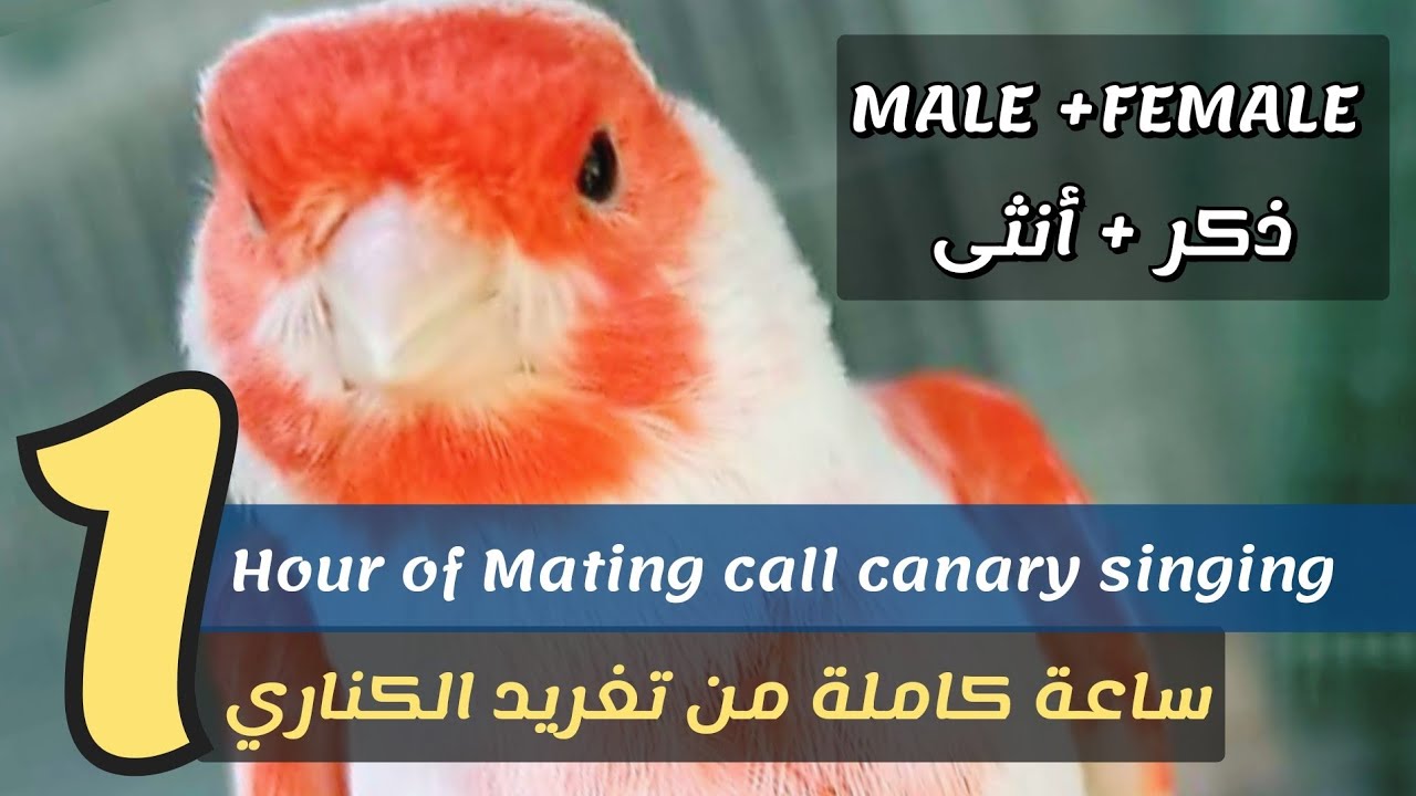 ONE hour of Mating Call canary singing - SUPER video for training