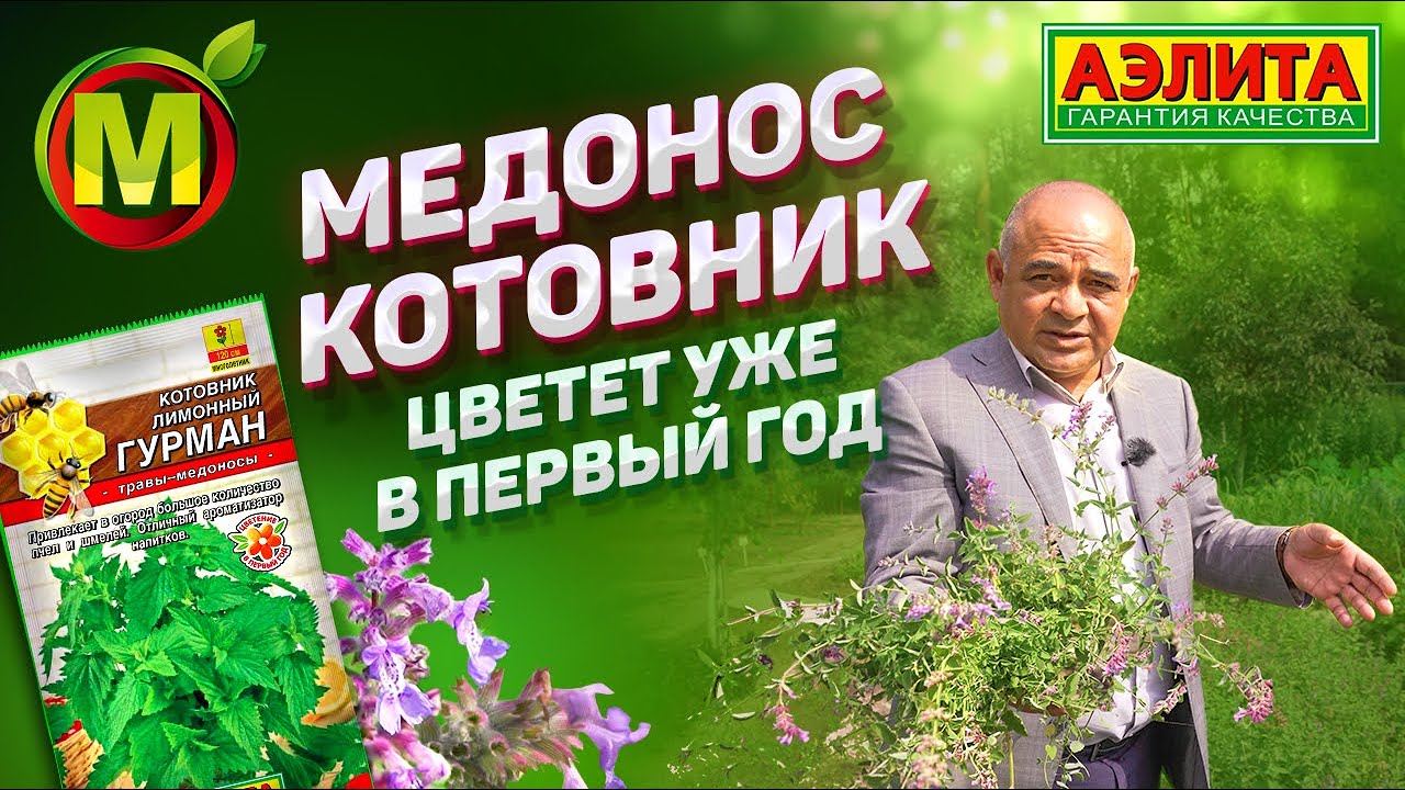 ТРАВА МЕДОНОС Котовник Лимонный Гурман
