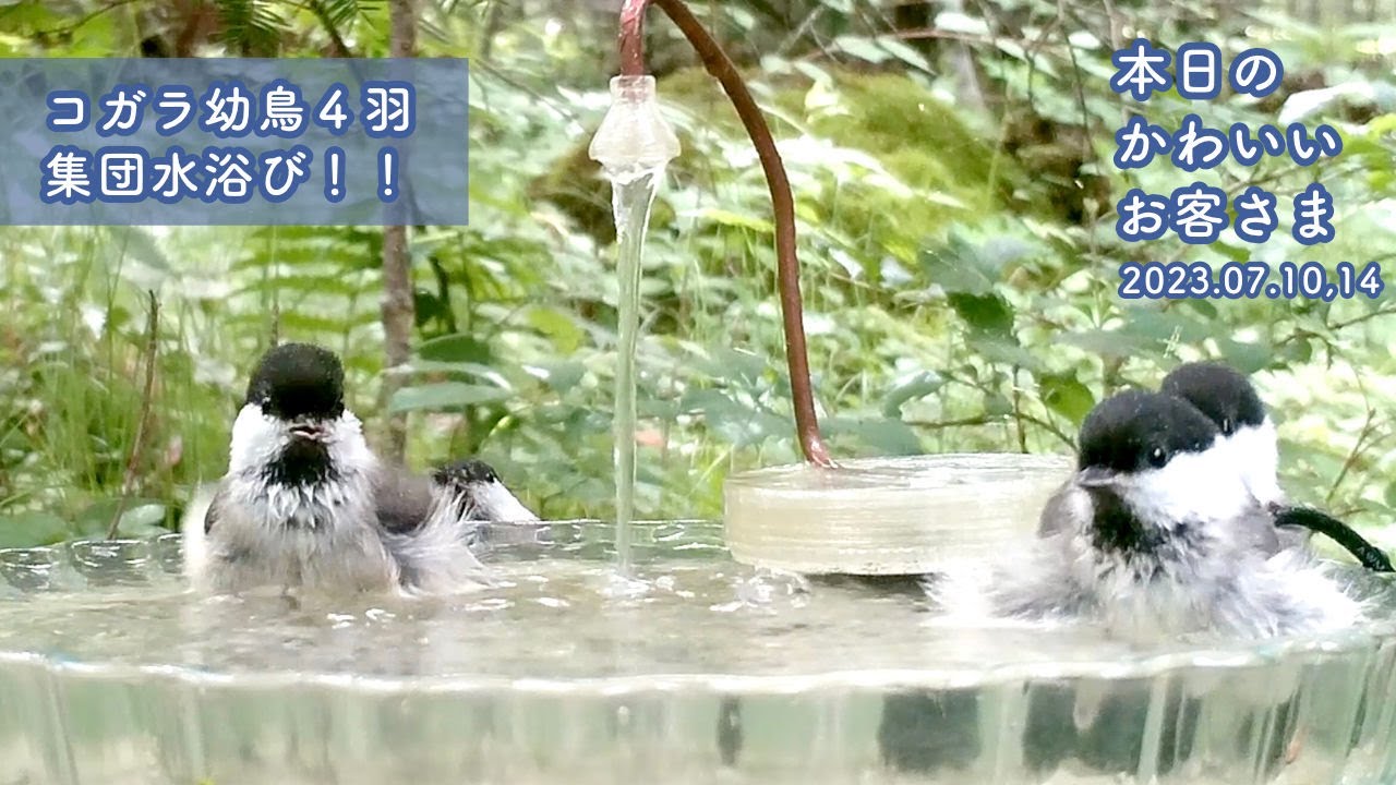 【至福・・】コガラの幼鳥４羽、集団水浴び！(2023.07.10~13：本日のかわいいお客さま 2023夏)