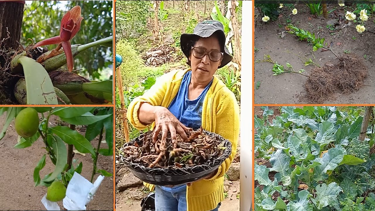 COMO PLANTEI AS ORQUÍDEAS? + MUDANDO AS FRUTÍFERAS DE LUGAR + A HORTA JÁ PRODUZ PRA CONSUMO.