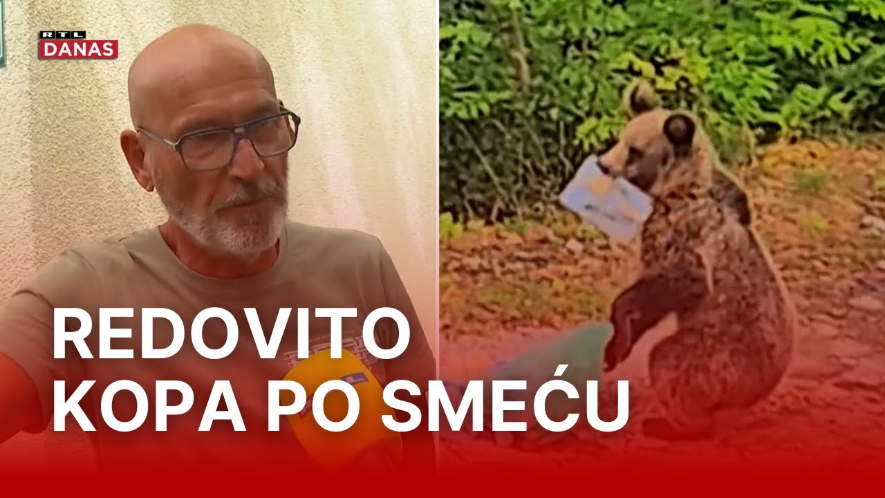 Medvjed iz Senja šokirao Roberta: 'Skočio je prema bazenu pa se sakrio iza drveća' | RTL Danas