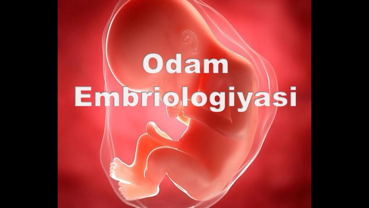 Odam Embriologiyasi