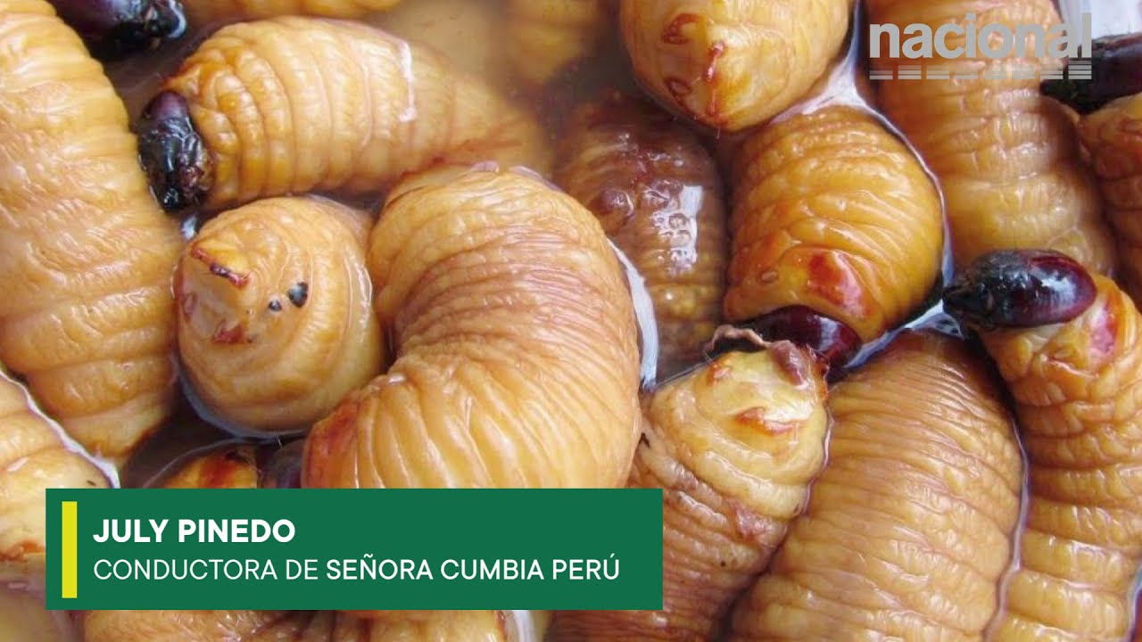 Desde mis ancestros - El suri