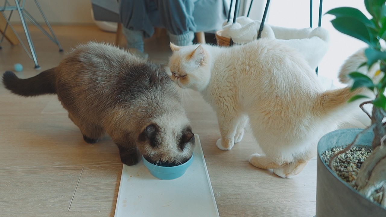 お顔を拭かれたり、ちょっと怒ったり、水を飲んだりする猫