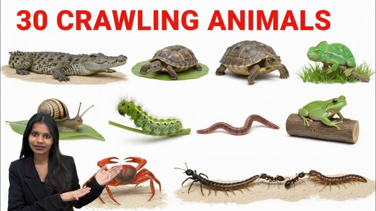 30 Crawling Animals Name for Kids 🐍 | Preschool Learning