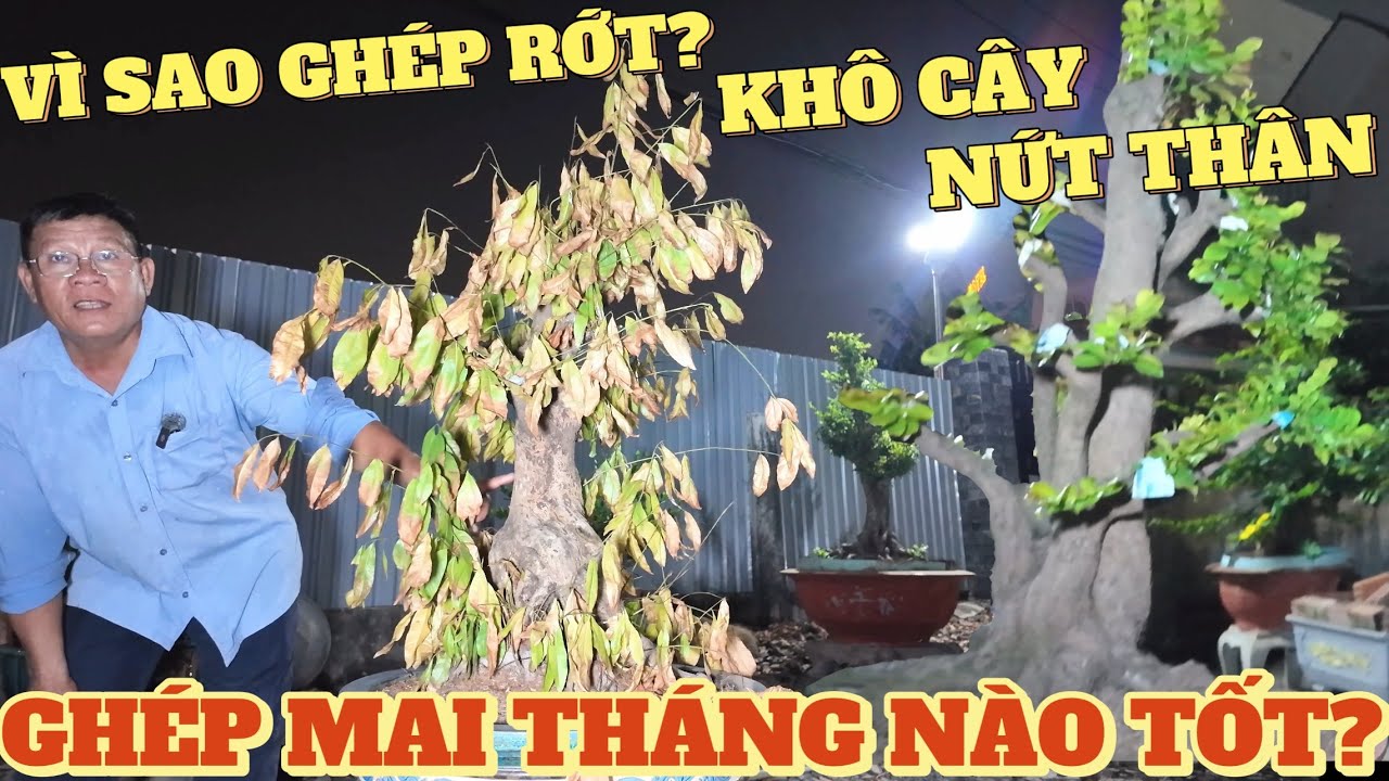 Ghép mai tháng nào tốt? Vì sao ae ghép bo bị rớt khô cây nứt thân? Út Đực chia sẻ phân thùng HVP mới