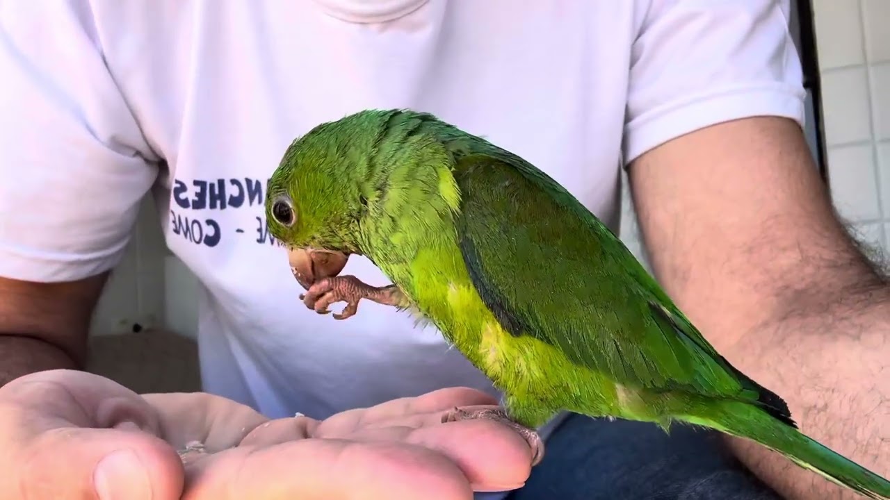 🦜🦜 