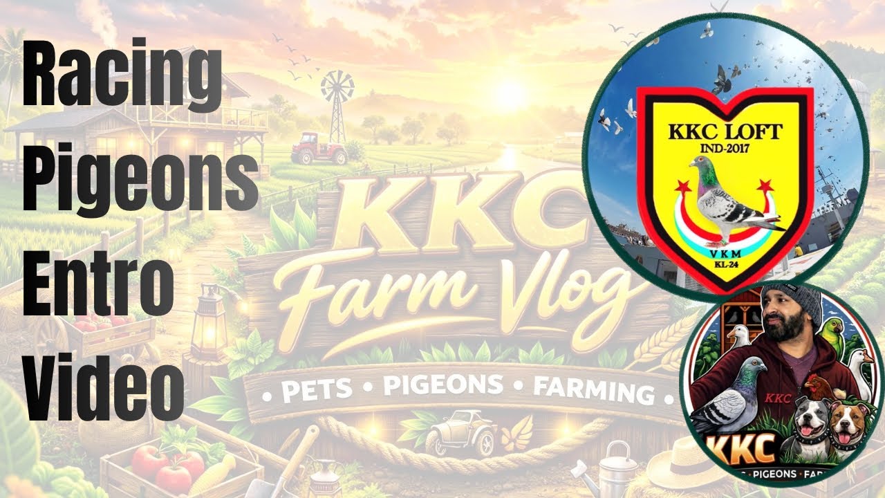 പ്രാവുകളുടെ റേസിംഗ് ലോകം | Racing Pigeons Details|🕊️🕊️🕊️🕊️💥💥💥💥