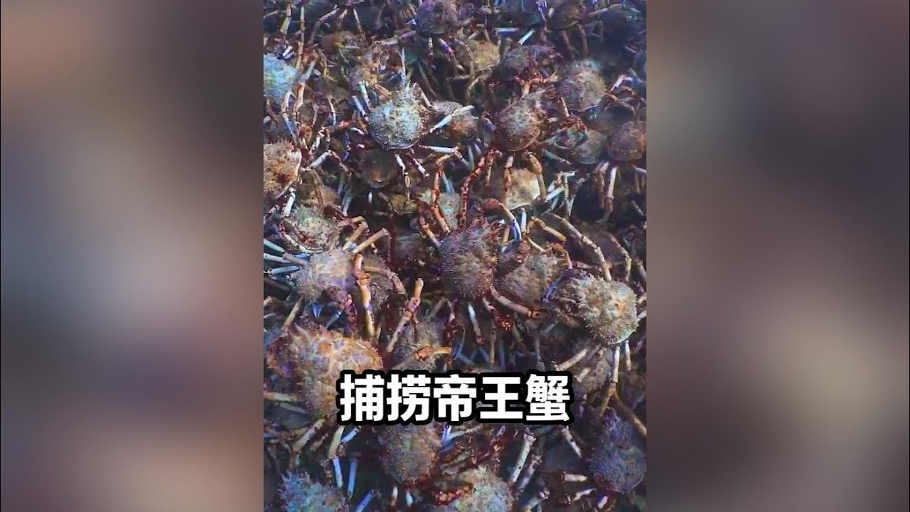 昂貴的阿拉斯加帝王蟹是如何在白令海捕撈上來的 #海鮮原產地 #帝王蟹 #漁民生活實拍 #海員生活