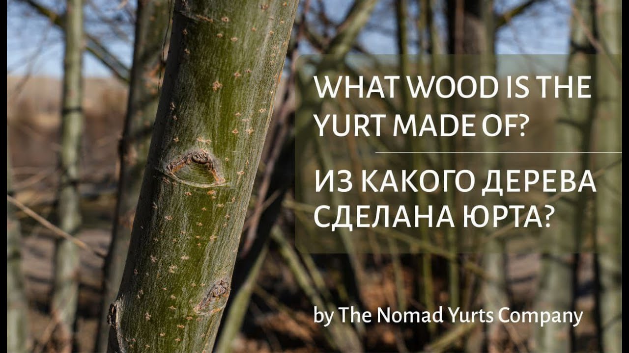 What Wood is the Yurt Made Of? Из Какого Дерева Сделана Юрта?