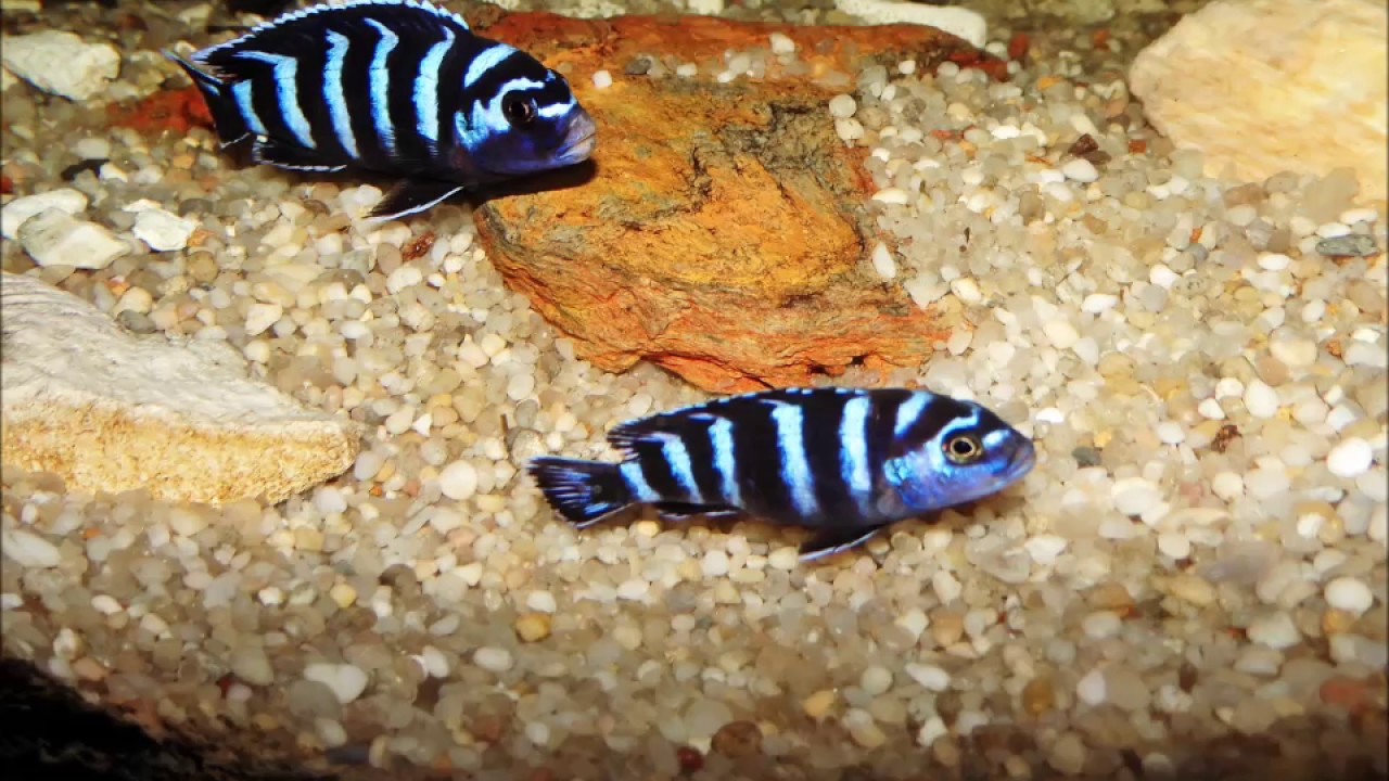 Pseudotropheus Demasoni Pombo Rock F1 Breeding