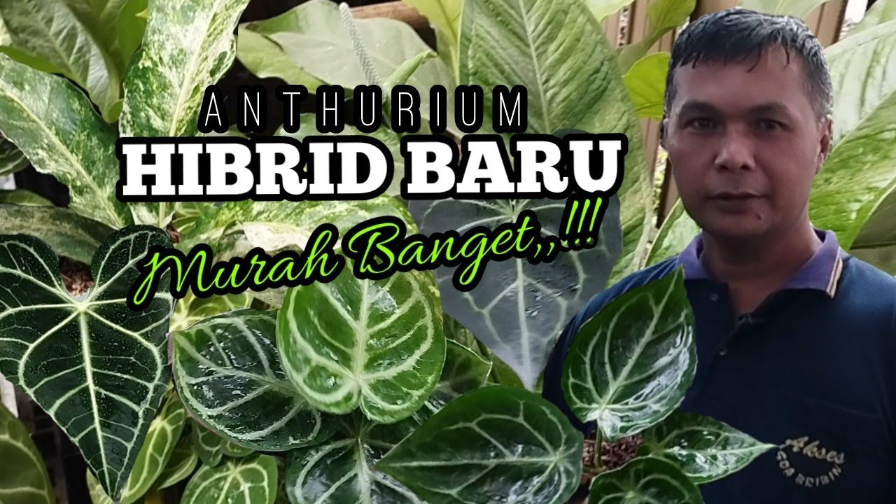 PERDANA di ALCOR,,,Review Anthurium hibrid sendiri dan tanian lainnya dengan harga sangat MURMER
