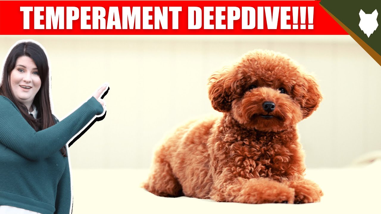 TEMPERAMENT DEEPDIVE MINATURE POODLE