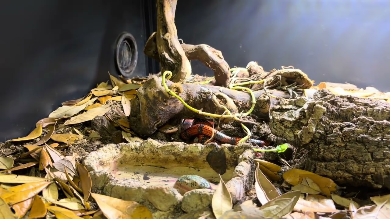 Leaf Litter and New Light for Honduran Milk Snake Terrarium